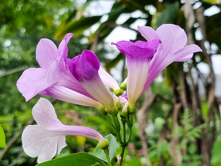 fresh bouquet pink and purple pachyptera hymenaea flowers blooming and buds vine flower outdoor garden natural parkの写真素材