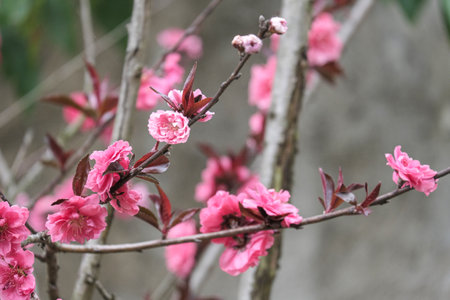 Pink and red fresh chinese plum beautiful flower similar sakura bloomimg on the tree branch. Small fresh bouquet buds and many petals layer romantic floral.の写真素材
