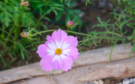 macro fresh of beautiful mix pink purple and white cosmos flower yellow pollen blooming in natural botany garden parkの写真素材