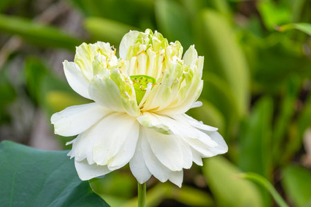 beauty abstract fresh white lotus blooming with green leaves. soft clean water lilly petal blossom peaceful in pond.の写真素材