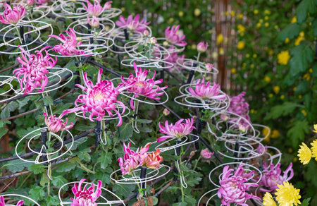 Colorful Japanese chrysanthemums  flower blooming beautifully with fresh abstract shaped petals in the public garden. group of flowers in pink and yellow with green leavesの写真素材