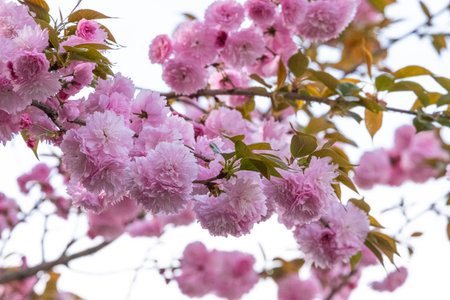 beautiful soft bouquet sweet pink Japanese cherry blossoms flower or sakura bloomimg on the tree branch.  Small fresh buds and many petals layer romantic flora in botany garden parkの写真素材