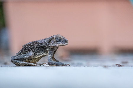 Adult toad with rough skin eyes closed standing on outdoor concrete facing rightの写真素材