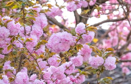 beautiful bouquet pink Japanese cherry blossoms flower or sakura bloomimg on the tree branch.  Small fresh buds and many petals layer romantic flora in botany garden.の写真素材
