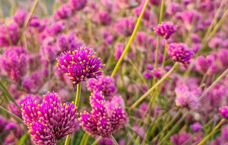 vertical beautiful fireworks flowers in shades of pink and purple, blooming in layers with numerous petals and yellow stamens flowers stand out in the natural gardenの写真素材