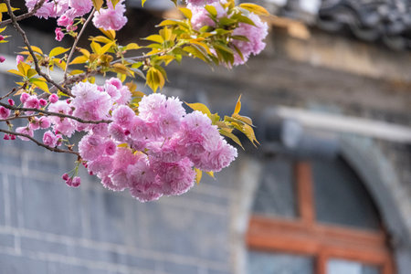 beautiful bouquet pink Japanese cherry blossoms flower or sakura bloomimg on the tree branch.  Small fresh buds and many petals layer romantic flora in botany garden.の写真素材