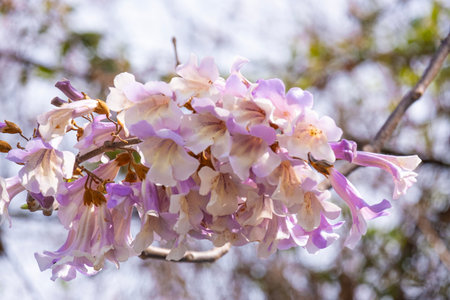 Pink flowers in full bloom and buds with delicate petals forming a large bouquet in a public park against a blue sky backgroundの写真素材