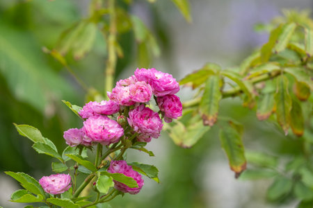 beautiful fresh bouquet rose pink flower tree with green leaves in botany garden. soft fragrant purple romance plantの写真素材