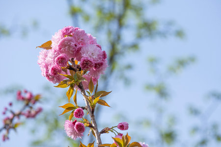 beautiful soft bouquet sweet pink Japanese cherry blossoms flower or sakura bloomimg on the tree branch.  Small fresh buds and many petals layer romantic flora in botany garden parkの写真素材