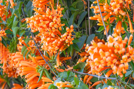 A bouquet of blooming orange trumpet flowers, beautifully flourishing on vines outdoors in the garden in front of the house.の写真素材