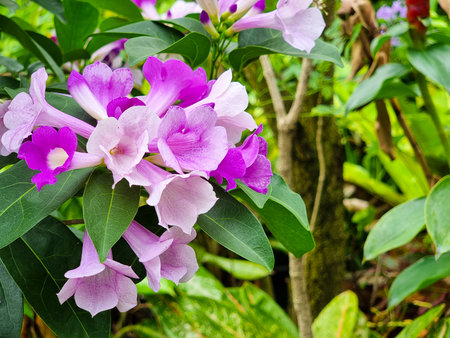 beautiful fresh bouquet pink and purple pachyptera hymenaea flowers blooming and buds vine flower outdoor garden natural parkの写真素材