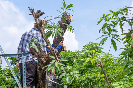 Two male landscapers are working together to trim branches of a mango tree using an electric saw, standing on the edge of a wall at a residential property.の写真素材