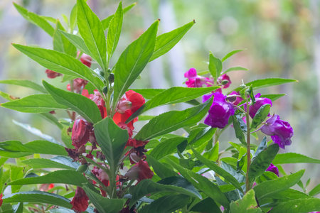 Purple and red balsam flowers blooming beautifully with green leavesの写真素材