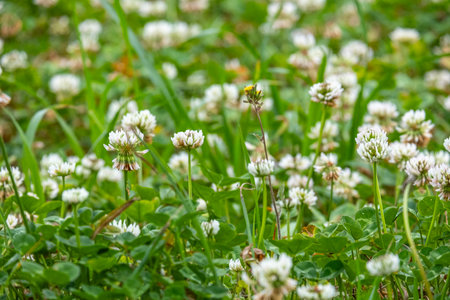 beautiful field of small white petaled flowers interspersed green leaves emanating gentle natural...