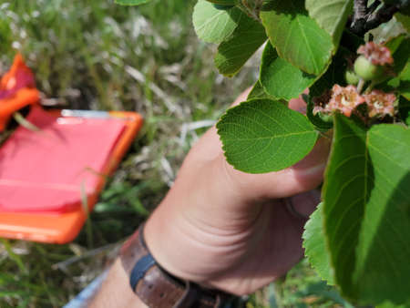 A field researcher identifies a wild plantの写真素材