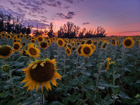 Late sunset over some sunflowers and dark treesの写真素材