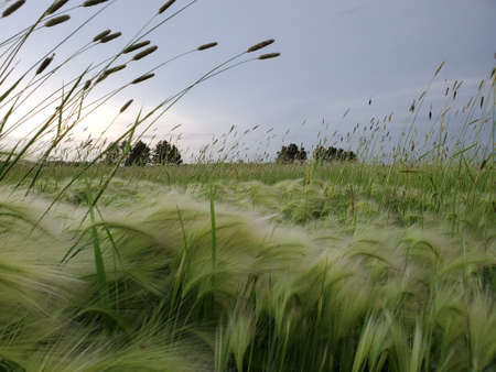 A vertical shot of a wheat field under a cloudy sky with copy space