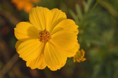 Cosmos Flowerの写真素材