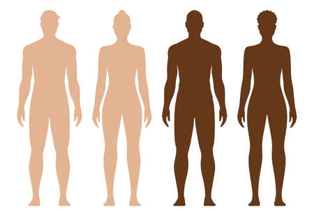 White and black male and female body silhouette. Male and female anatomical body vector illustration, isolated on background.のイラスト素材