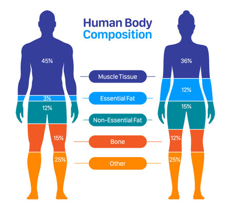 Comparison of healthy male and female body composition. Human body composition chart vector illustration.のイラスト素材