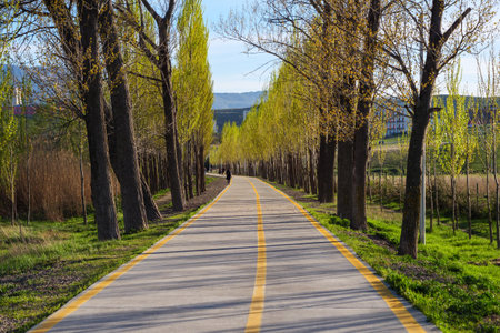 A tree-lined paved walking lane, going in perpective through a tranquil park, bathed in the warm glow during golden hour.の写真素材