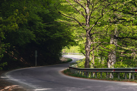 A winding road curves gracefully through a lush, sunlit forest with tall trees casting shadows on...