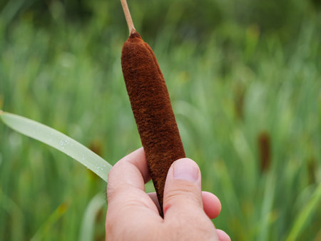 A hand holds a cattail stalk, showcasing its unique texture and coloration. The setting is a wetland, capturing the essence of natural flora on a sunny day.の写真素材