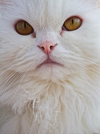 Close up of a white persian cat, featuring captivating amber eyes and luxurious fluffy fur, exuding charm and elegance in every detailの写真素材