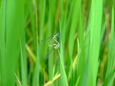 dragonfly in paddyの写真素材