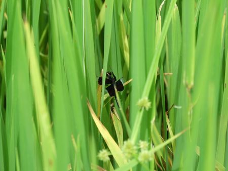 pest in paddy cropの写真素材