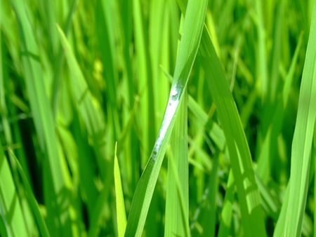 pest in paddy crop in thailandの写真素材