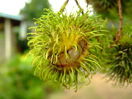 rambutan diseaseの写真素材