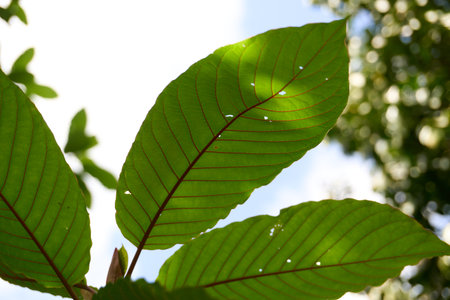 A vibrant close-up of Mitragyna speciosa (Kratom) leaves, showcasing their prominent red veins and bright green surface against a clear sky. Sunlight filters through the leaves, highlighting their intricate details and natural beauty, with blurred foliage in the background.の写真素材