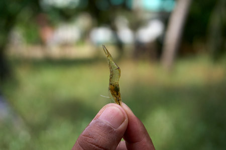 A person's fingers gently hold a tiny, see-through freshwater shrimp, showcasing its delicate form against a blurred green background.の写真素材