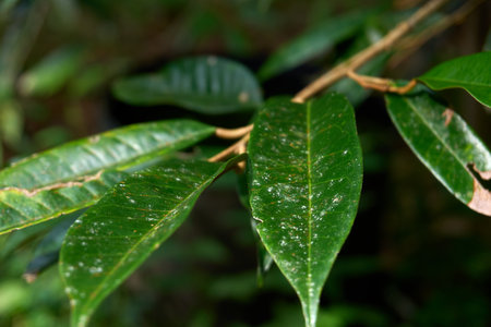 A detailed shot of dark green durian tree leaves, featuring their characteristic texture and subtle imperfections. The leaves are attached to a branch, with a soft, blurred background emphasizing the natural, organic feel of a tropical fruit orchard or forest.の写真素材
