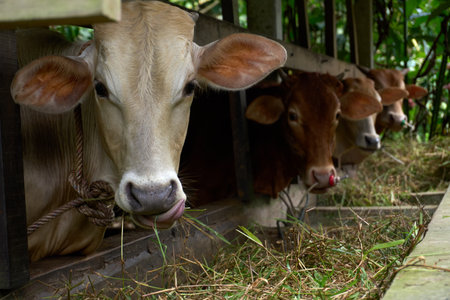 A line of dairy cows, with one playfully licking its nose, eagerly eat hay from a rustic wooden trough in their farm stall, looking directly at the viewer.の写真素材