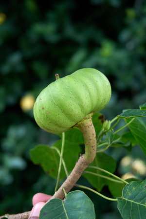 An unripe, ribbed green fruit of the Sandbox Tree (Hura crepitans) hangs from a branch, showcasing its distinctive shape against a natural, blurred green background.の写真素材