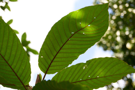 A vibrant close-up of Mitragyna speciosa (Kratom) leaves, showcasing their prominent red veins and bright green surface against a clear sky. Sunlight filters through the leaves, highlighting their intricate details and natural beauty, with blurred foliage in the background.の写真素材