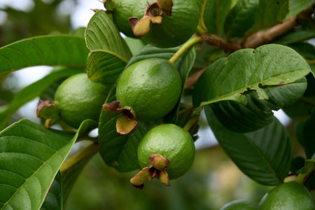 several small, round, unripe green guava fruits hang together on a leafy branch, showing their natural growth and promising future sweetness.の写真素材