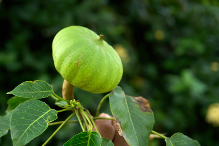 An unripe, ribbed green fruit of the Sandbox Tree (Hura crepitans) hangs from a branch, showcasing its distinctive shape against a natural, blurred green background.の写真素材