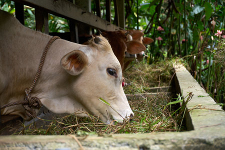 A light-colored dairy cow contentedly eats fresh hay from a wooden trough inside a farm stall, with another calf visible in the background.の写真素材