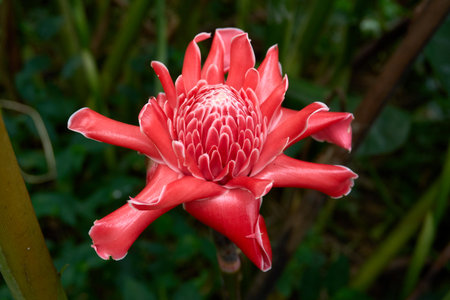 A magnificent red Torch Ginger (Etlingera elatior) flower, with its distinctive layered petals, stands out brightly against a lush green tropical background.の写真素材