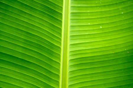 A close-up view reveals the vibrant green color and intricate parallel vein pattern of a fresh banana leaf, highlighting nature's perfect design.の写真素材