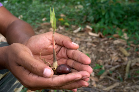 A close-up shot of cupped hands gently holding a tender palm sprout emerging from its seed. The lush green seedling and dark seed are contrasted against a blurred natural background, symbolizing new life, growth, and environmental care.の写真素材