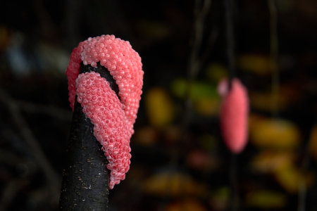 A vibrant cluster of pink apple snail (Pomacea canaliculata) eggs adheres to a dark branch, a vivid and interesting sight in its natural habitat.の写真素材