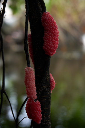 A vibrant cluster of pink apple snail (Pomacea canaliculata) eggs adheres to a dark branch, a vivid and interesting sight in its natural habitat.の写真素材