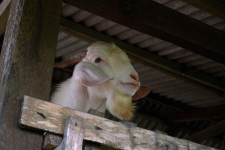 A friendly white male goat with prominent horns and a beard curiously peeks over a wooden fence from its rustic barn, engaging the viewer.の写真素材