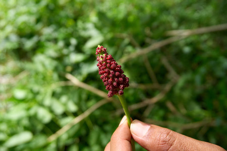 A person's hand holds the distinctive red, textured flower cluster of a Sandbox Tree (Hura crepitans), prominently displayed against a soft, blurred green natural background.の写真素材