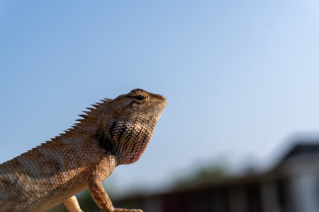 Close-up of Oriental Garden Lizard with textured scales and spiny crest, captured in profile against a clear blue sky.の写真素材