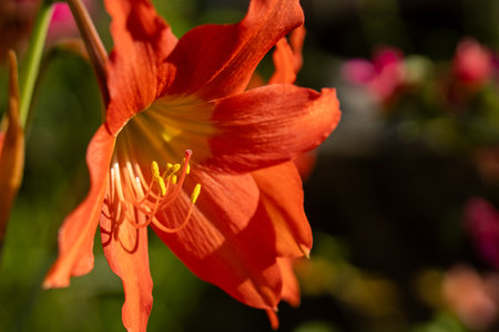 Close-up of vivid orange-red flower with yellow stamens and throat, captured in sunlight with blurred green background.の写真素材